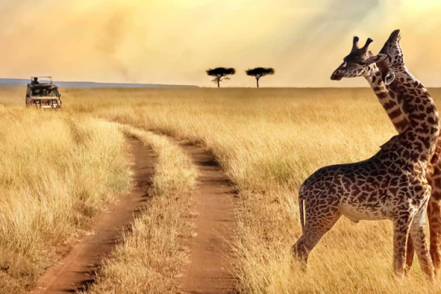 Kenya Tanzania Safari