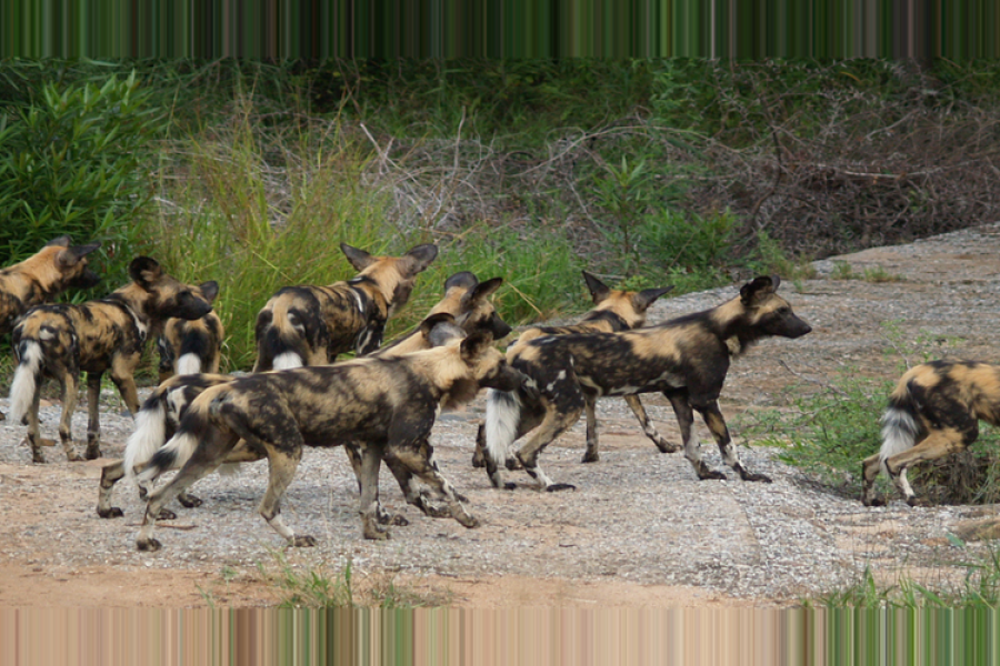 Spectacular South Africa