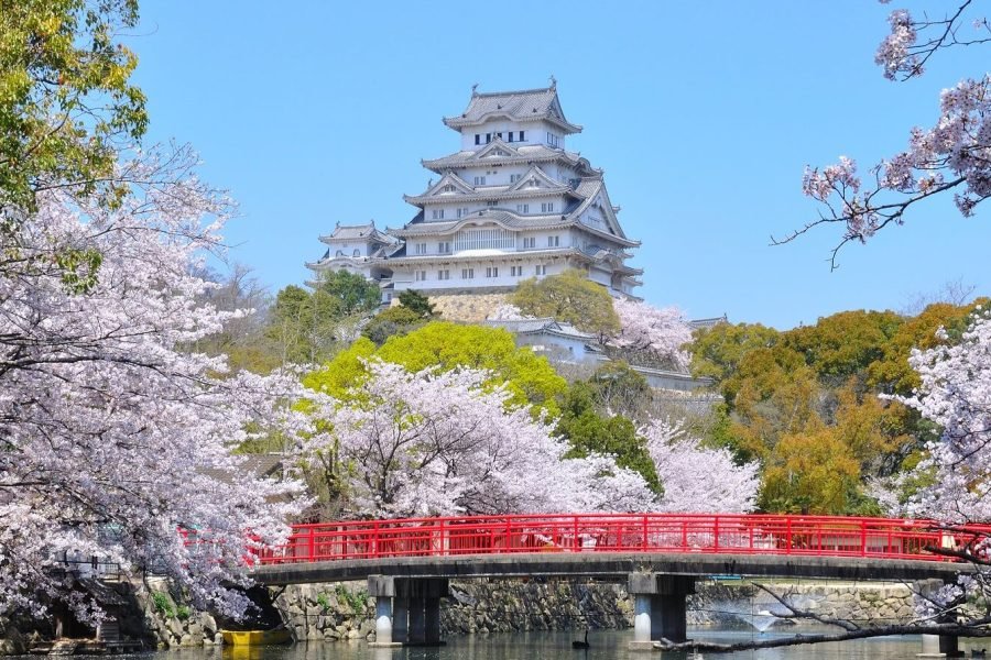 Cherry Blossom Japan