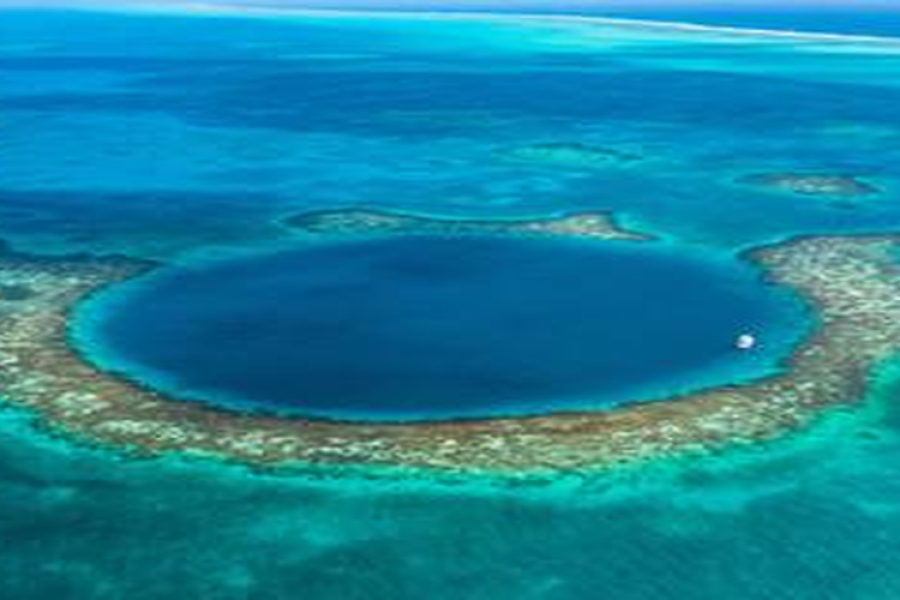 The Avid Bird Watcher