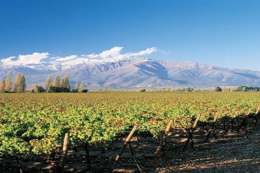 Uruguay Wine Trails: Montevideo to Colonia